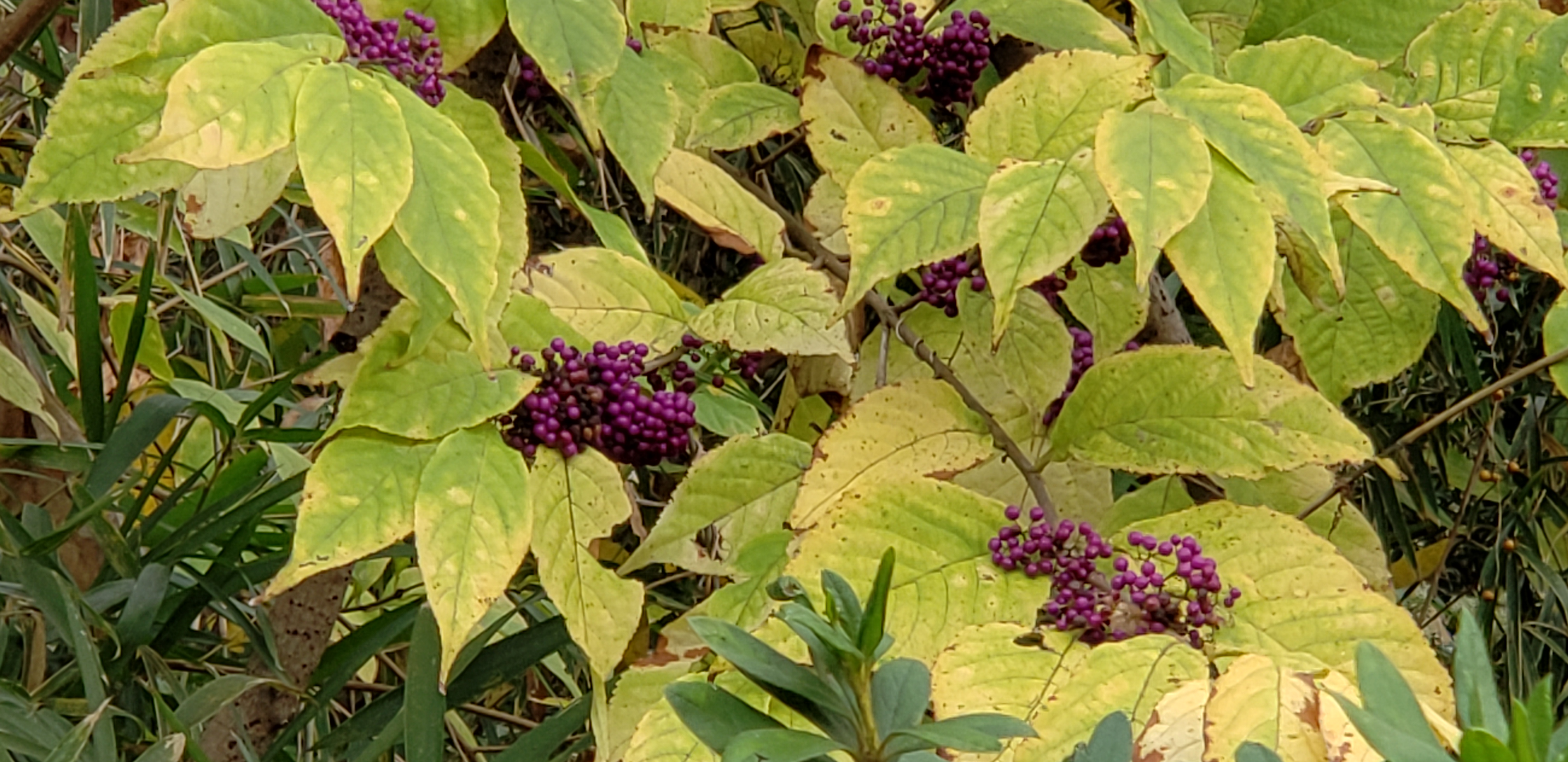 Callicarpa dichotoma plantplacesimage20181207_112831.jpg