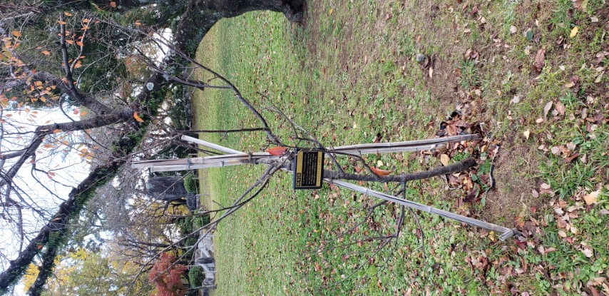 prunus kanzakura plantplacesimage20181208_092758.jpg