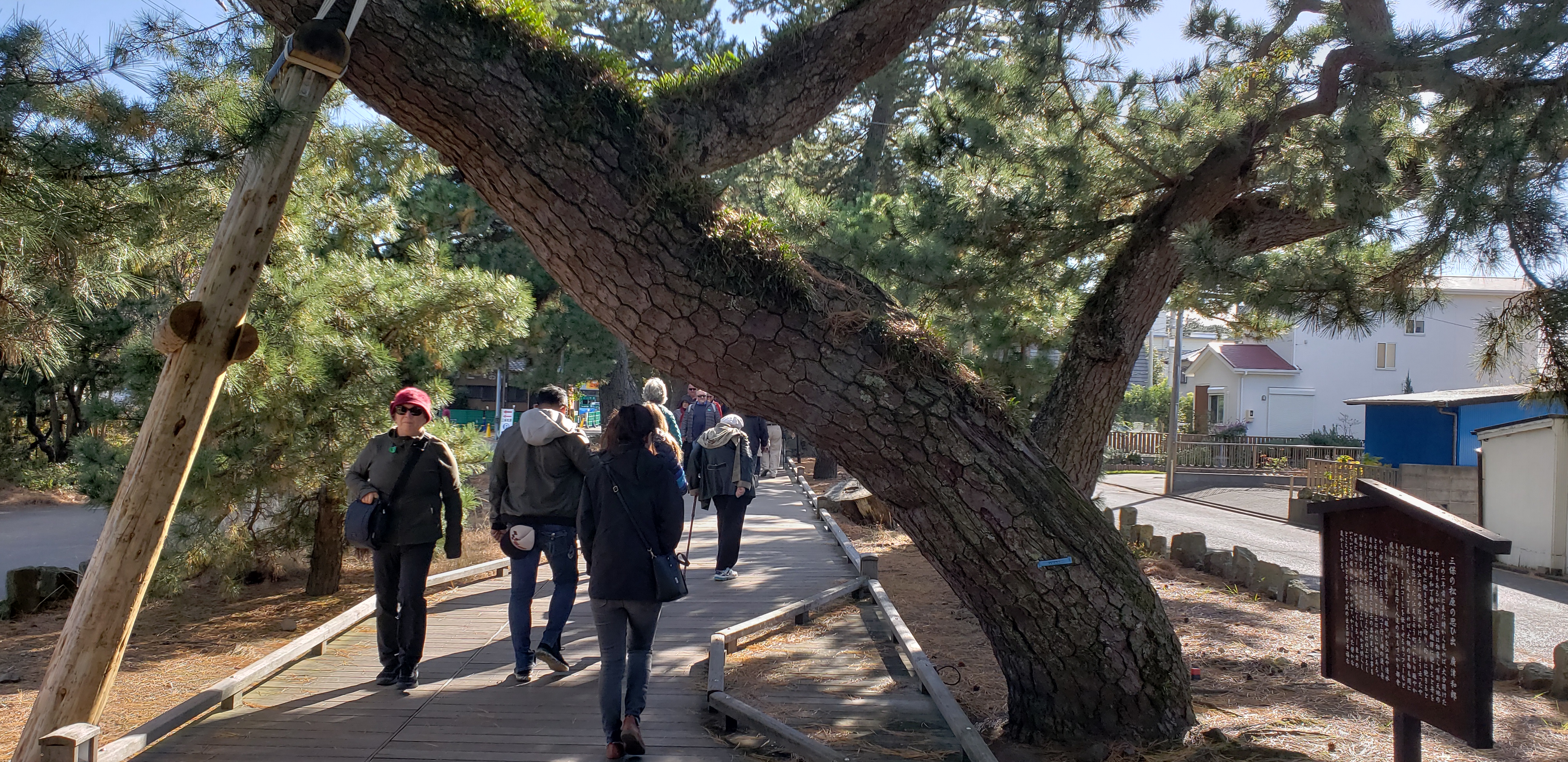 Pinus nigra plantplacesimage20181208_113819.jpg