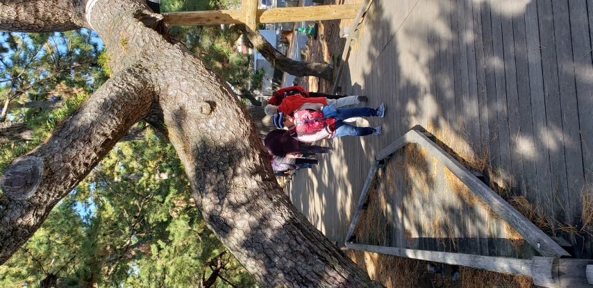 Pinus nigra plantplacesimage20181208_113843.jpg