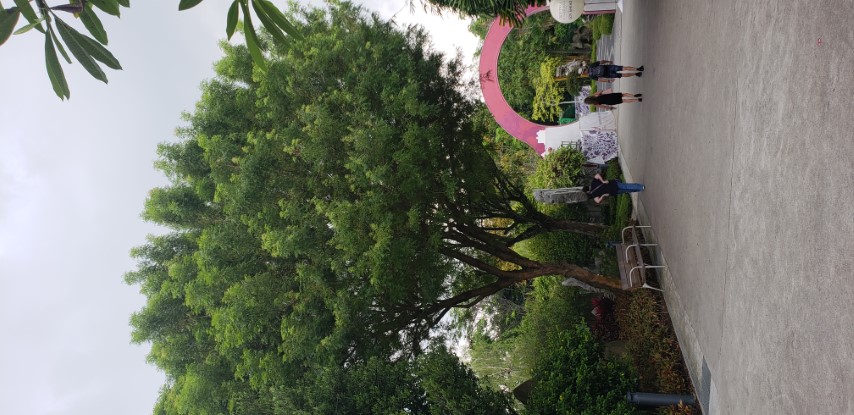 Pistacia chinensis plantplacesimage20181219_111620.jpg