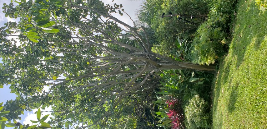 Erythrina burtii plantplacesimage20181219_130442.jpg