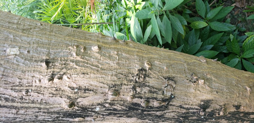 Erythrina burtii plantplacesimage20181219_130517.jpg