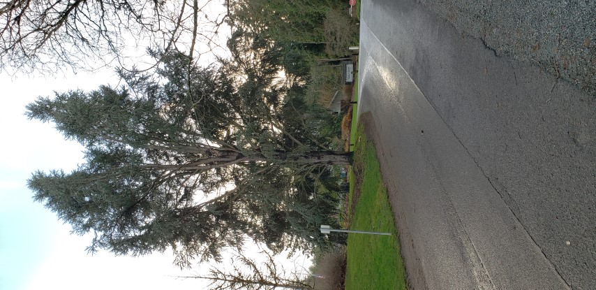 Cedrus libani plantplacesimage20181220_151425.jpg