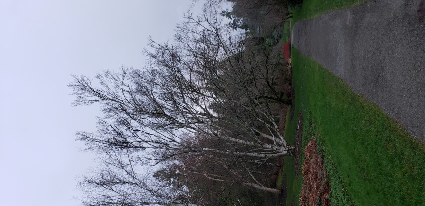 Betula hybrid plantplacesimage20181220_154240.jpg