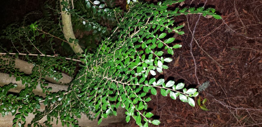 Azara microphylla plantplacesimage20181220_164452.jpg