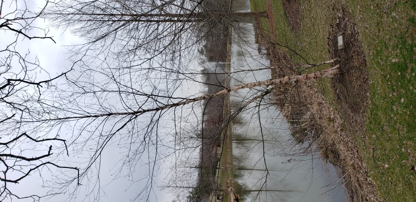 Betula platyphylla plantplacesimage20190324_160133.jpg