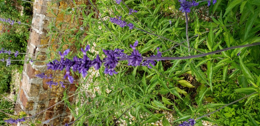 Salvia plantplacesimage20190413_102841.jpg