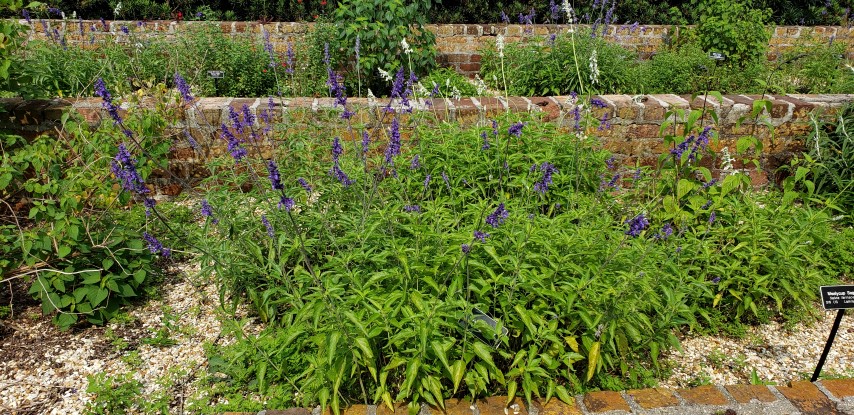 Salvia plantplacesimage20190413_102902.jpg