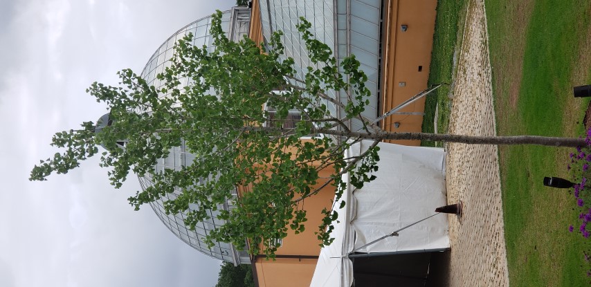 Ginkgo biloba plantplacesimage20190413_105648.jpg