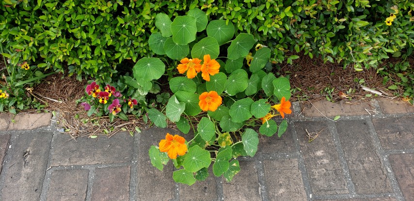 Tropaeolum spp plantplacesimage20190413_110425.jpg