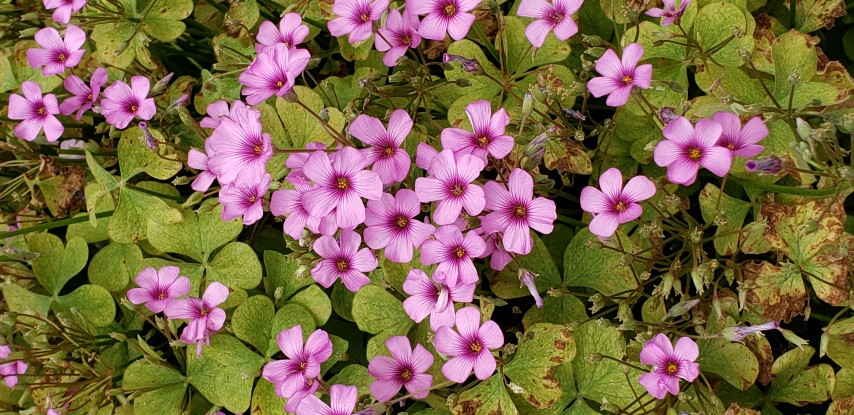 Oxalis crassipes plantplacesimage20190413_111757.jpg
