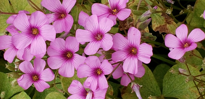 Oxalis crassipes plantplacesimage20190413_111810.jpg