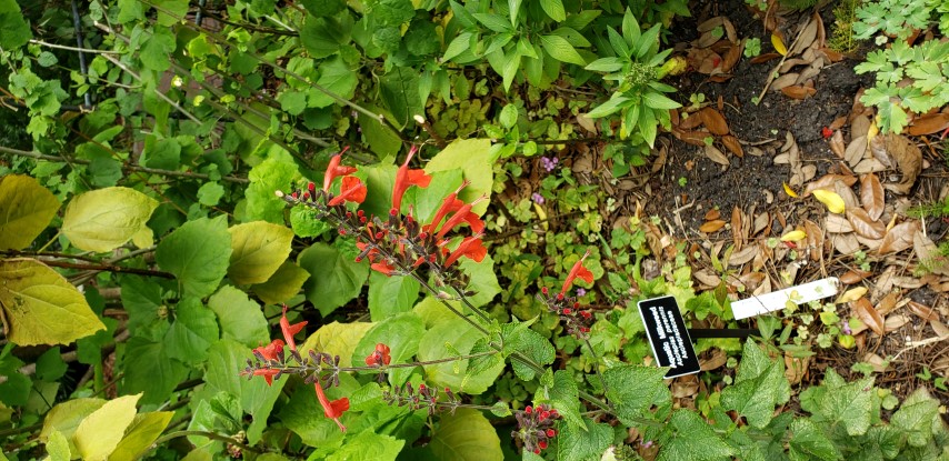 Salvia coccinea plantplacesimage20190413_112154.jpg