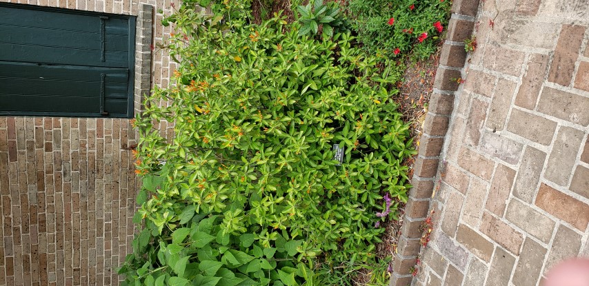 Justicia spicigera plantplacesimage20190413_113538.jpg