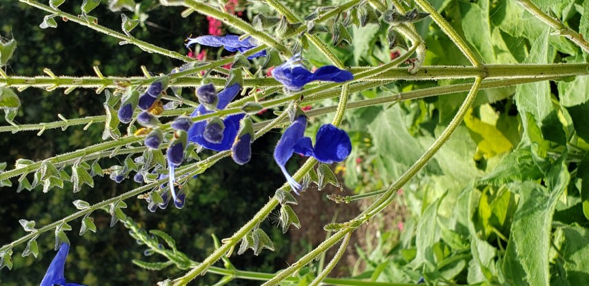 Salvia x plantplacesimage20190413_115409.jpg