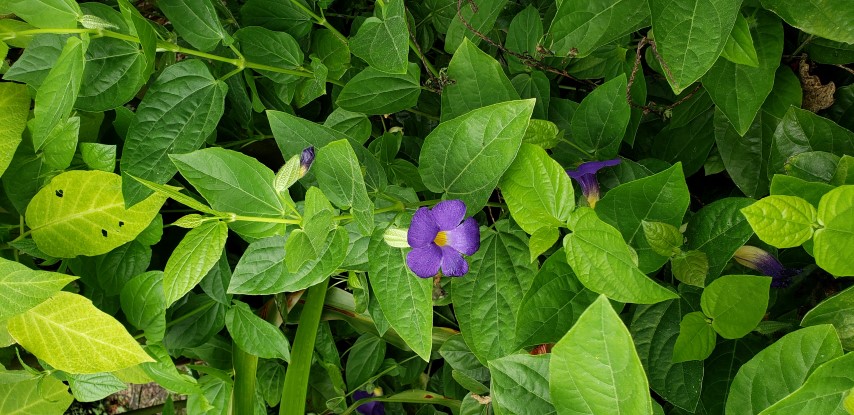 Thunbergia battiscombei plantplacesimage20190413_120022.jpg