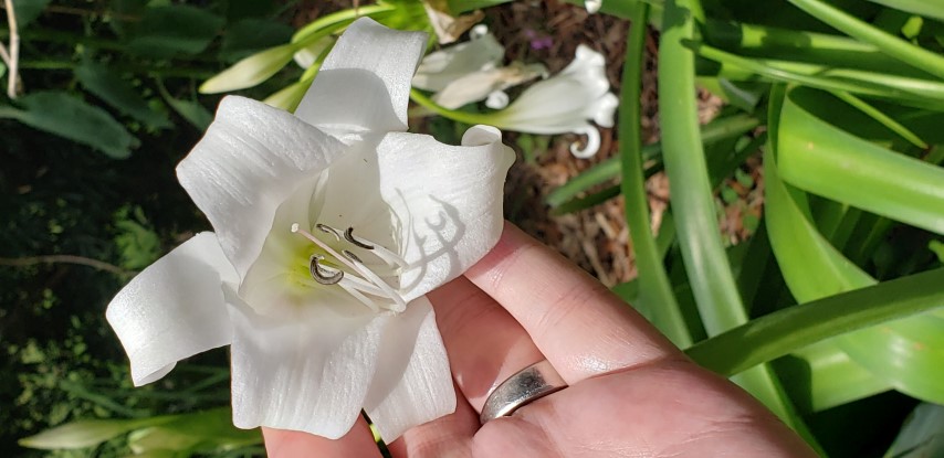 Crinum  plantplacesimage20190413_121333.jpg