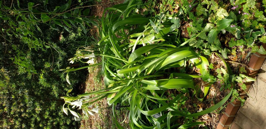 Crinum  plantplacesimage20190413_121352.jpg