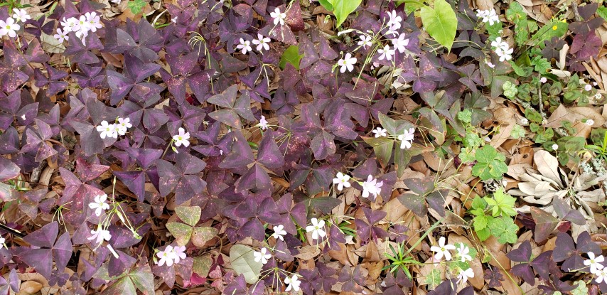 Oxalis triangularis plantplacesimage20190413_123120.jpg