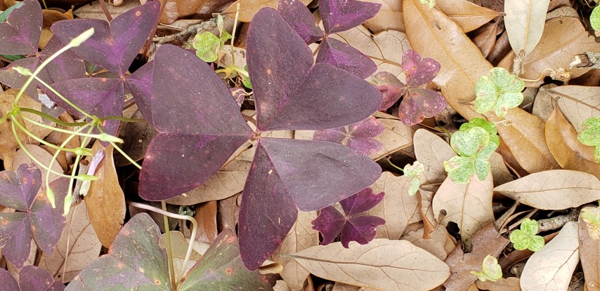 Oxalis triangularis plantplacesimage20190413_123149.jpg