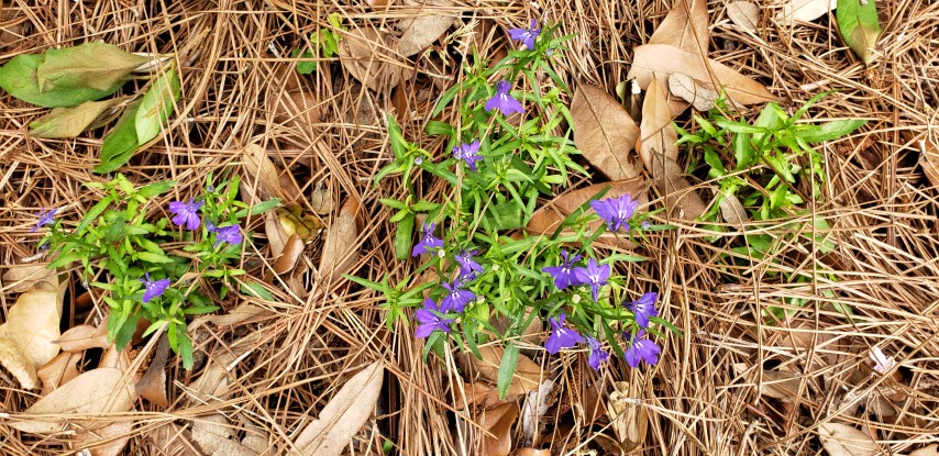 Indigofera tinctoria plantplacesimage20190413_124148.jpg