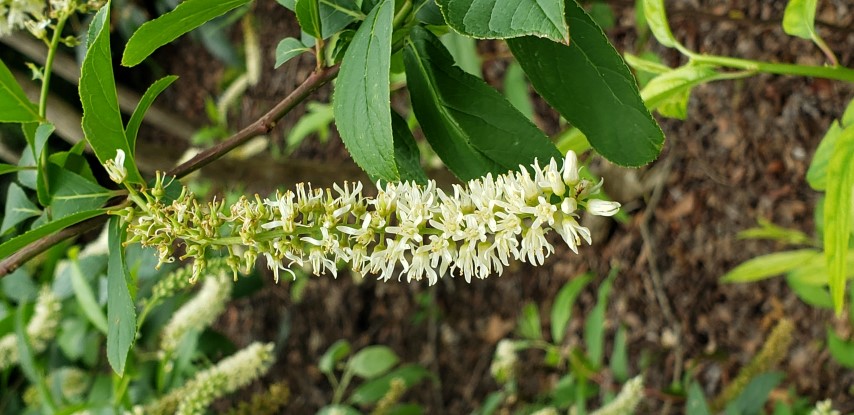 Itea virginica plantplacesimage20190413_124919.jpg