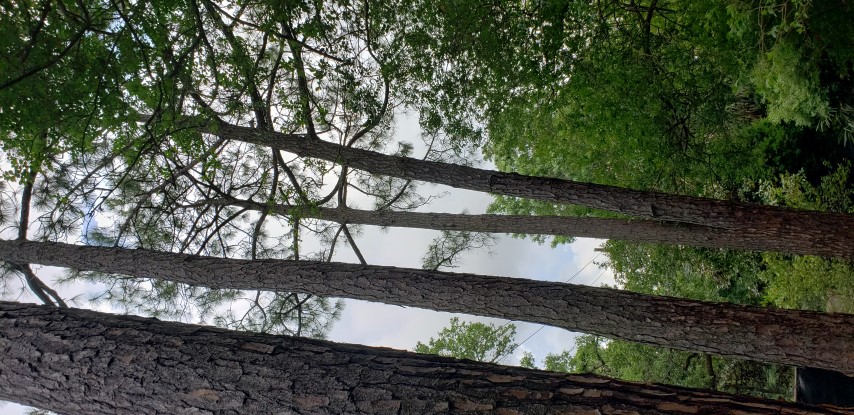 Pinus taeda plantplacesimage20190413_130059.jpg