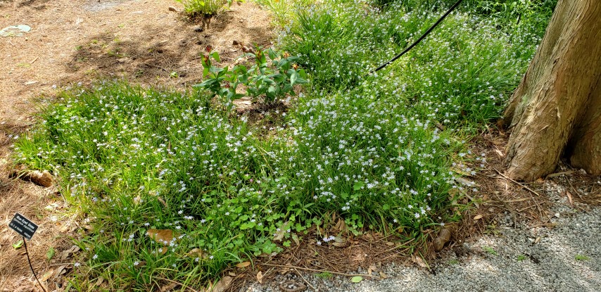 Sysirinchium angustifolium plantplacesimage20190413_130329.jpg