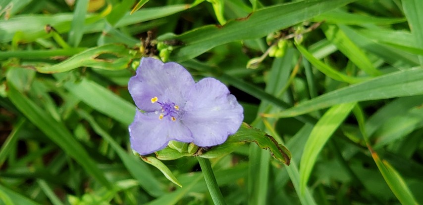 Tradescantia gigantea plantplacesimage20190413_130458.jpg