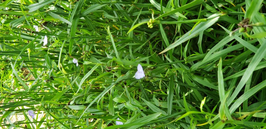 Tradescantia gigantea plantplacesimage20190413_130540.jpg
