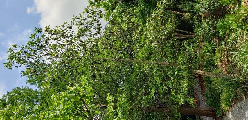 Magnolia virginiana var. australis plantplacesimage20190413_130625.jpg