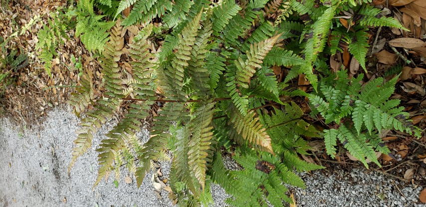 Dryopteris erythrosora plantplacesimage20190413_131714.jpg