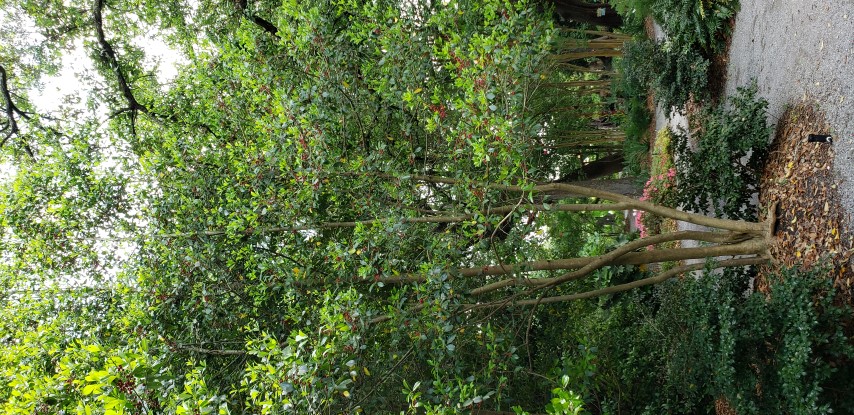 Ilex x atteuata plantplacesimage20190413_132729.jpg