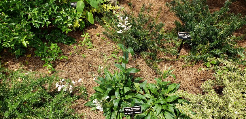 Penstemon cobaea plantplacesimage20190413_134925.jpg