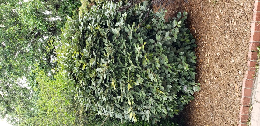 Elaeangus pungens plantplacesimage20190413_135716.jpg