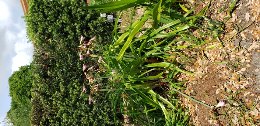 Crinum  plantplacesimage20190413_140631.jpg