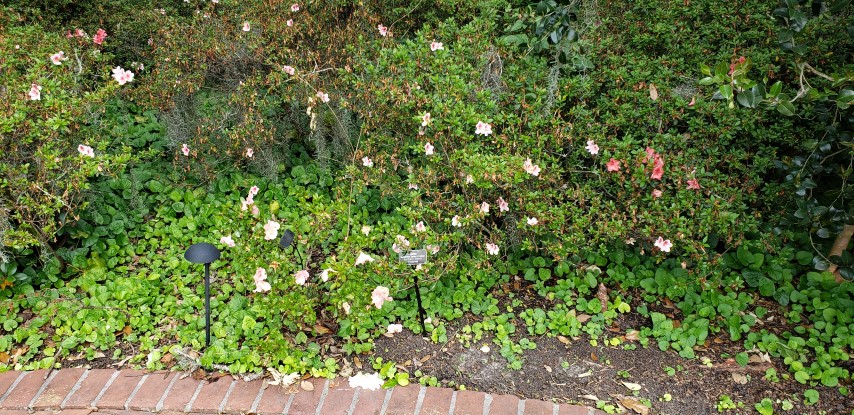 Rhododendron plantplacesimage20190413_141527.jpg