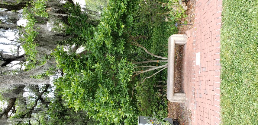 Magnolia x plantplacesimage20190413_142356.jpg