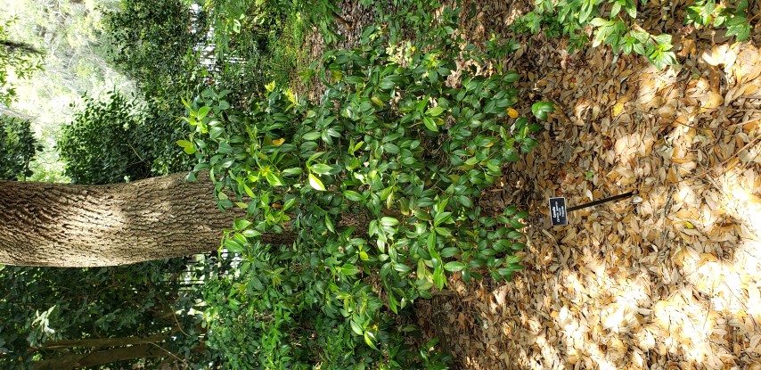 Camellia japonica plantplacesimage20190413_142730.jpg