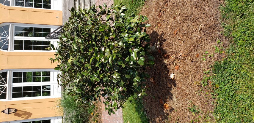 Camellia japonica plantplacesimage20190413_145039.jpg