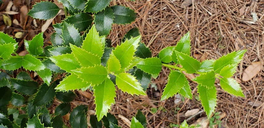 ilex latifolia plantplacesimage20190413_150211.jpg