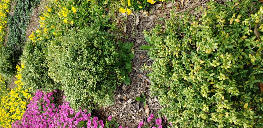 Ilex crenata plantplacesimage20190413_150941.jpg