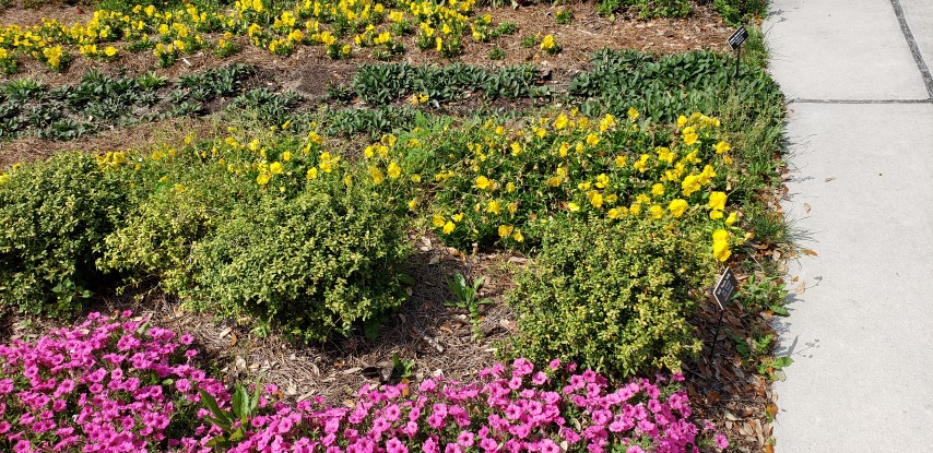 Ilex crenata plantplacesimage20190413_151003.jpg