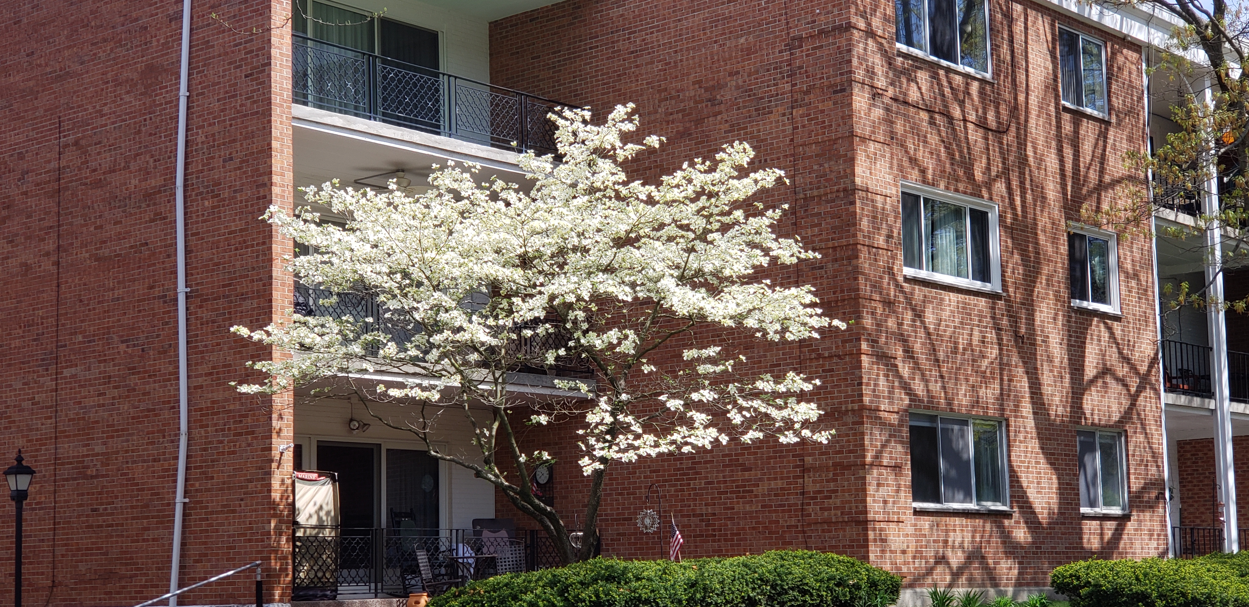 Cornus florida plantplacesimage20190427_114649.jpg