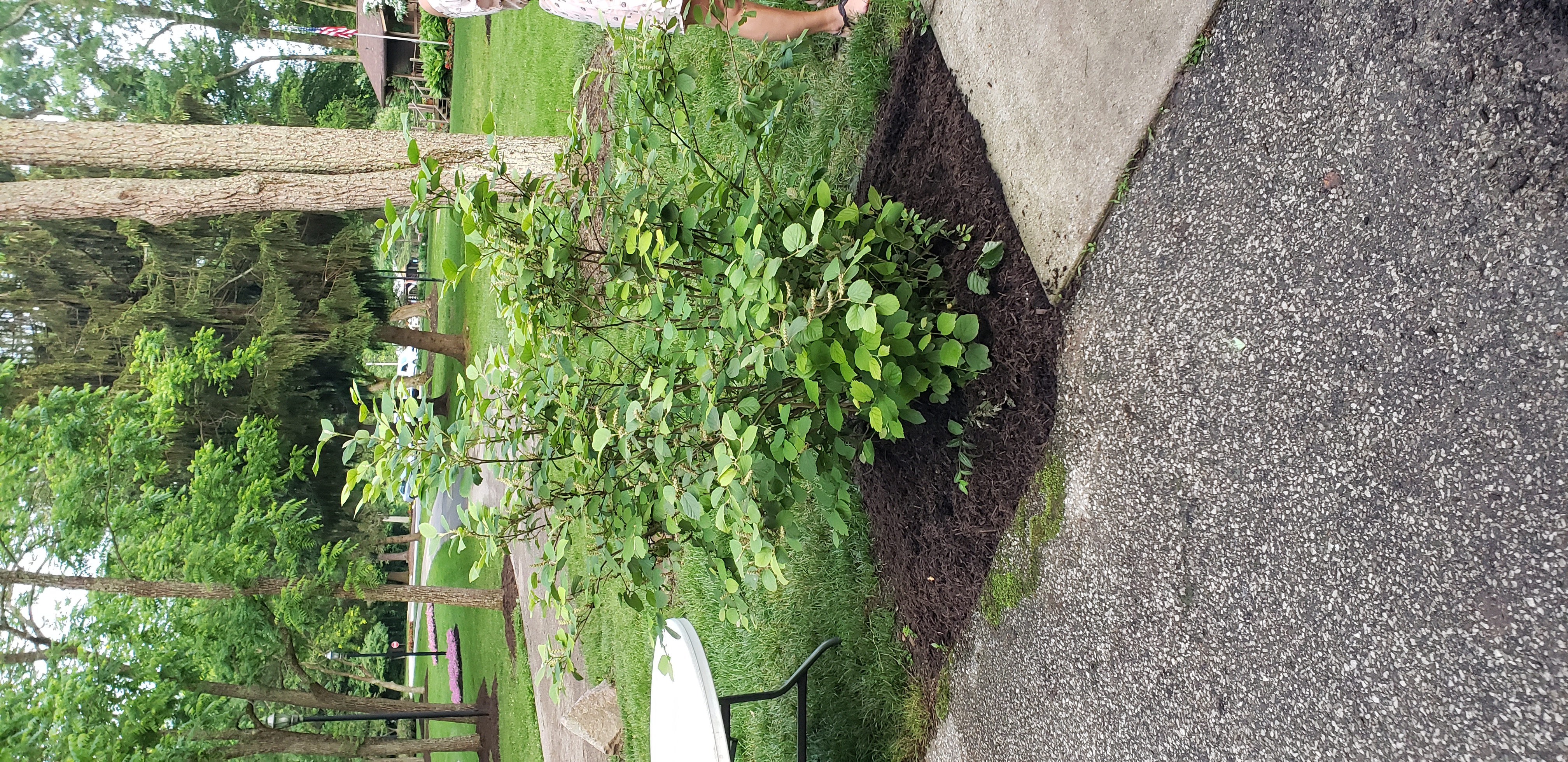 Fothergilla major plantplacesimage20190531_202319.jpg