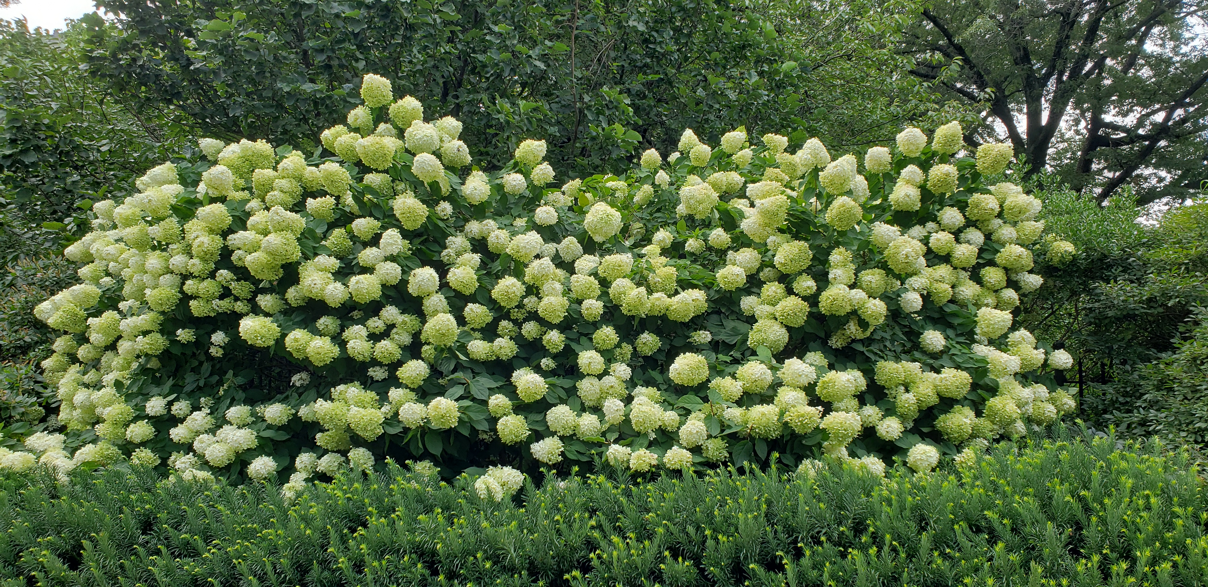 Hydrangea  plantplacesimage20190817_113335.jpg