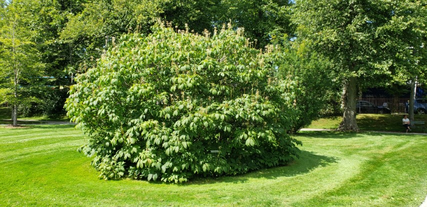 Aesculus glabra plantplacesimage20190821_131825.jpg