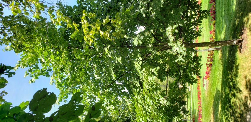 Tilia americana plantplacesimage20190821_132659.jpg