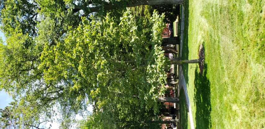 Magnolia acuminata plantplacesimage20190821_135329.jpg